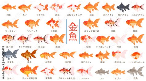 小金魚品種|金魚の品種の一覧